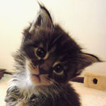Kocurek Maine Coon