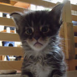 Kocurek Maine Coon