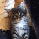 Kocurek Maine Coon