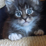 Kocurek Maine Coon