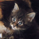 Kocurek Maine Coon