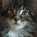 Kocurek Maine Coon