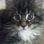 Kocurek Maine Coon