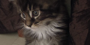 Kocurek Maine Coon