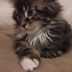 Kocurek Maine Coon