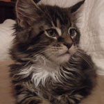 Kocurek Maine Coon