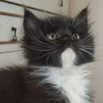 Kocurek Maine Coon
