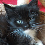 Kocurek Maine Coon