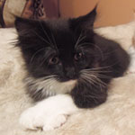 Kocurek Maine Coon