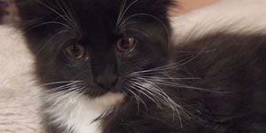 Kocurek Maine Coon