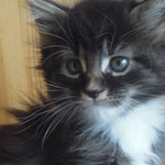 Kocurek Maine Coon