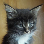 Kocurek Maine Coon