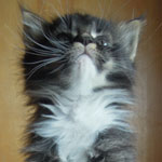 Kocurek Maine Coon