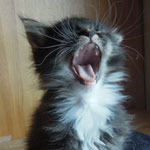 Kocurek Maine Coon