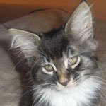 Kocurek Maine Coon
