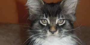 Kocurek Maine Coon