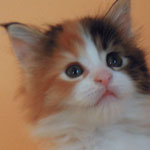 Kotka Maine Coon