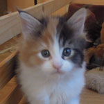 Kotka Maine Coon
