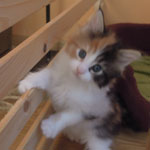 Kotka Maine Coon