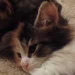 Kotka Maine Coon