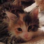 Kotka Maine Coon