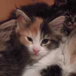 Kotka Maine Coon