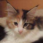 Kotka Maine Coon