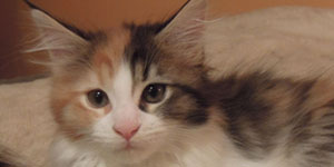 Kotka Maine Coon