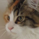 Kotka Maine Coon