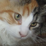 Kotka Maine Coon