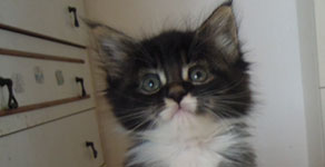 Kocurek Maine Coon
