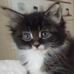Kocurek Maine Coon