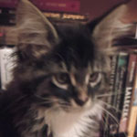 Kocurek Maine Coon