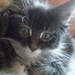 Kocurek Maine Coon