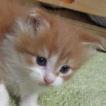 Kotka Maine Coon