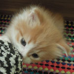Kotka Maine Coon