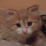 Kotka Maine Coon