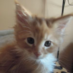 Kotka Maine Coon