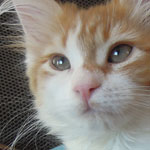 Kotka Maine Coon