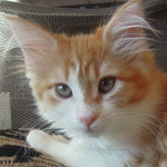 Kotka Maine Coon