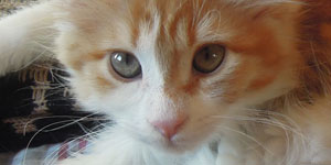 Kotka Maine Coon