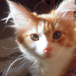 Kotka Maine Coon