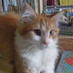 Kotka Maine Coon