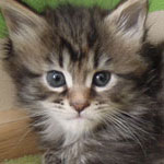 Kotka Maine Coon