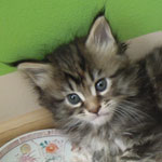 Kotka Maine Coon
