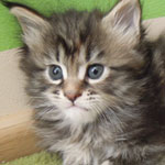 Kotka Maine Coon