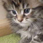 Kotka Maine Coon