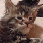 Kotka Maine Coon