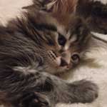 Kotka Maine Coon