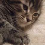 Kotka Maine Coon